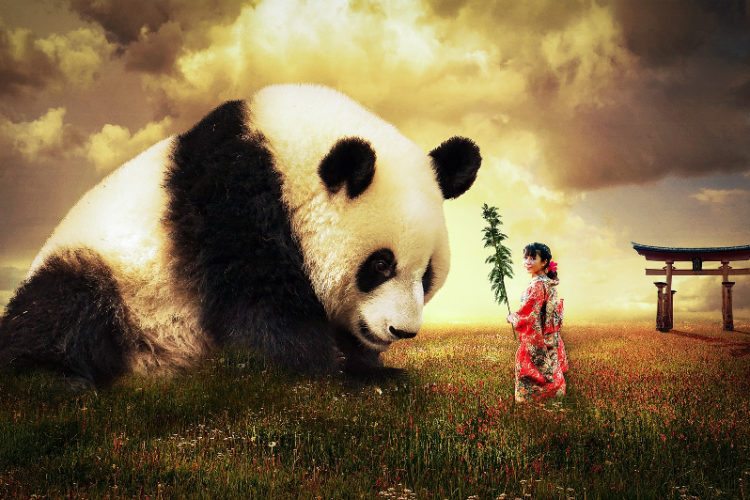 panda-asian-girl